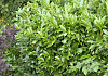 prunus laurocerasus ilona darzalo 03