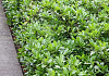 prunus laurocerasus olympus 06