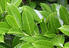 prunus laurocerasus olympus 07