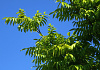pterocarya rhoifolia kyoto convention 11