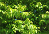 pterocarya rhoifolia kyoto convention 12