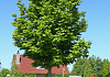 pterocarya rhoifolia kyoto convention 17