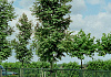 pterocarya rhoifolia kyoto convention 06