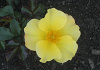 rosa flushing meadow bokraflush 10