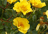 rosa flushing meadow bokraflush 12