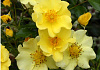 rosa flushing meadow bokraflush 16