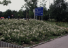rosa golf 02