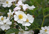 rosa golf 16