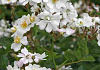 rosa golf 17 klein