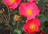 rosa baseball 02