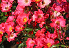 rosa baseball 020