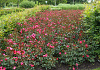 rosa baseball 023