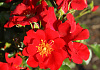 rosa cricket 010