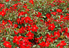 rosa cricket 03