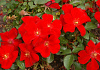 rosa cricket 04