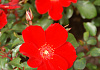 rosa cricket 06
