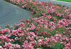 rosa floriade 2002 13