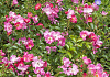 rosa floriade 2002 15