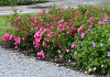 rosa floriade 2002 16