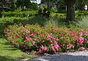 rosa floriade 2002 17
