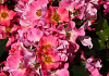 rosa giro d italia bokraruigi 01
