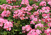 rosa giro d italia bokraruigi 23