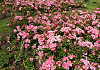 rosa giro d italia bokraruigi 36 floriade 2022