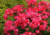 rosa marathon 02