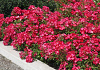 rosa marathon 32