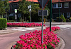 rosa marathon 45