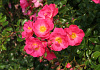 rosa marathon bokrathon 50