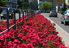 rosa marathon in polen foto boot hortorum 