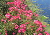 rosa matchpoint 08