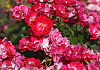 rosa matchpoint 27 a