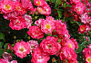 rosa matchpoint 29