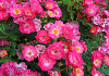 rosa matchpoint 30