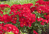 rosa rally 21