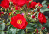 rosa rally 26