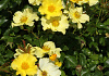 rosa roland garros 014