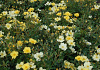 rosa roland garros 05