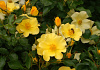 rosa roland garros 12