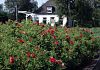 rosa rote hannover bokrahan 02