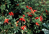 rosa rote hannover bokrahan 03