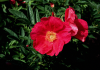 rosa rote hannover bokrahan 07