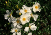 rosa rugby 26