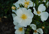rosa rugby 37 rolde