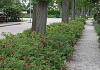 rosa short track 28