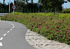 rosa short track 39