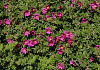 rosa short track 44