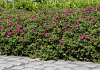 rosa short track 46